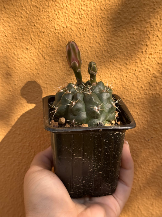 Gymnocalycium baldium