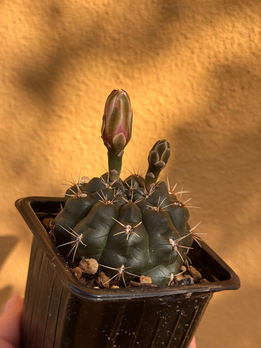 Gymnocalycium baldium
