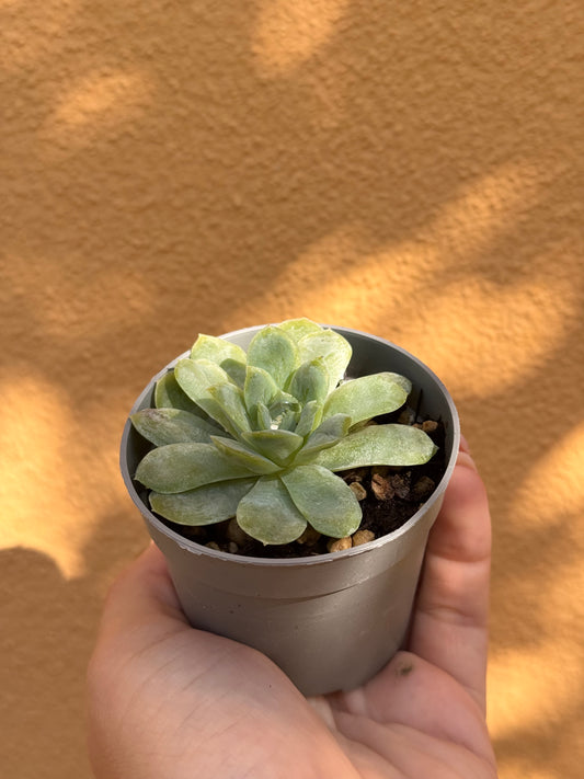 Echeveria elegans mostruosa