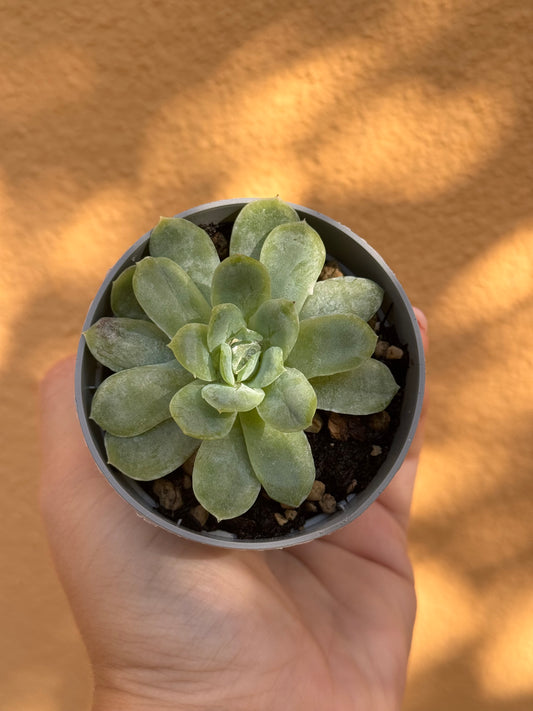 Echeveria elegans mostruosa