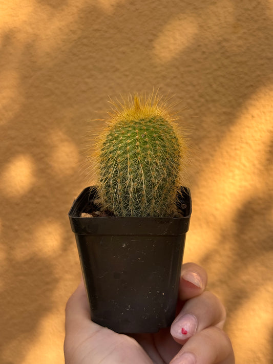 Notocactus leninghausii