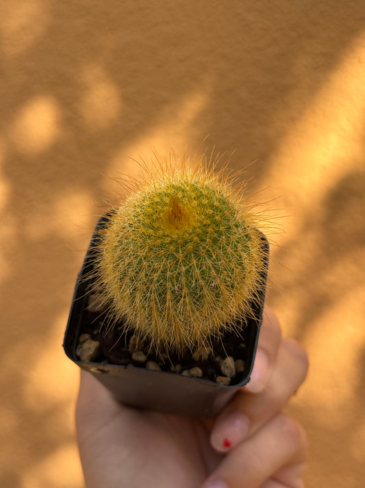 Notocactus leninghausii