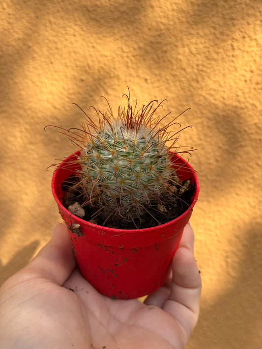 Mammillaria bombycina