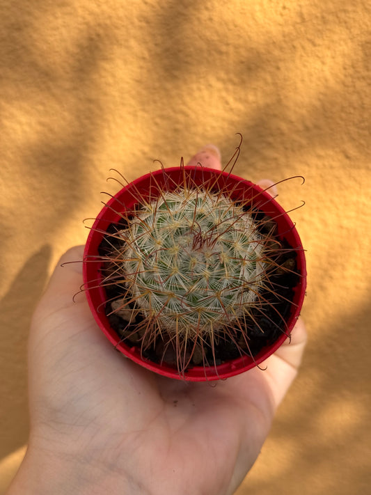 Mammillaria bombycina