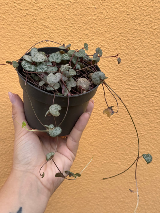 Ceropegia woodii