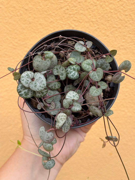 Ceropegia woodii