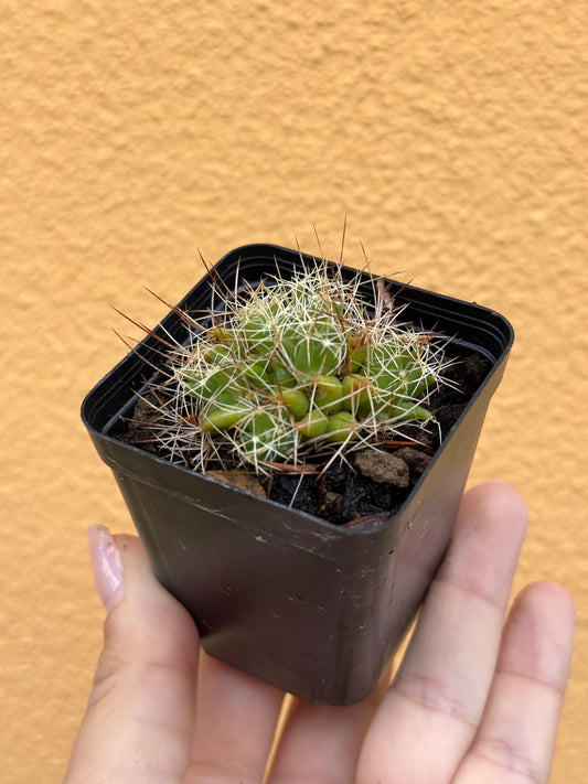Mammillaria longimamma