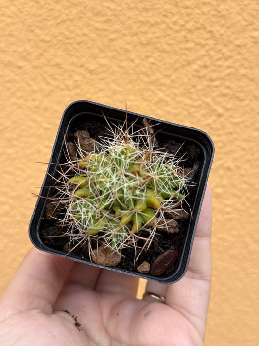 Mammillaria longimamma