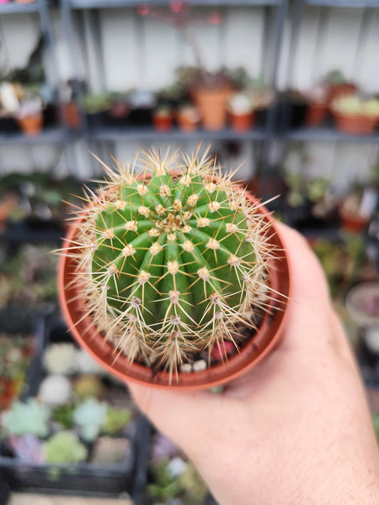 Trichocereus hybrid