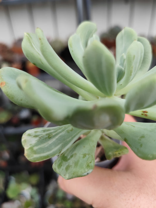 Pachyveria scheideckeri var. albo carinata
