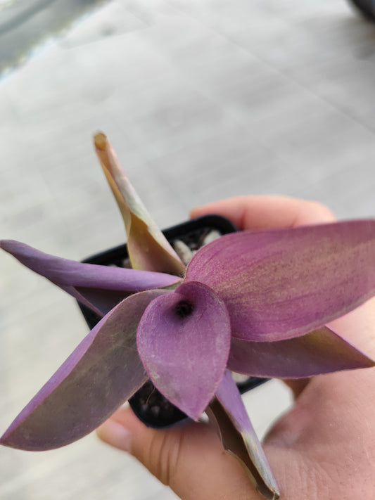 Tradescantia pallida