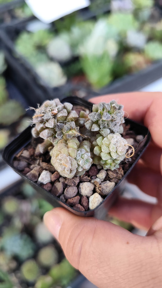 Anacampseros baeseckei