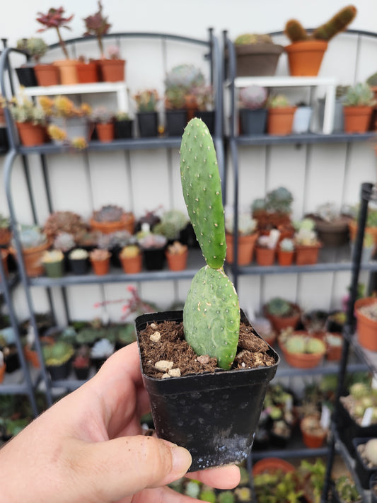 Opuntia caress