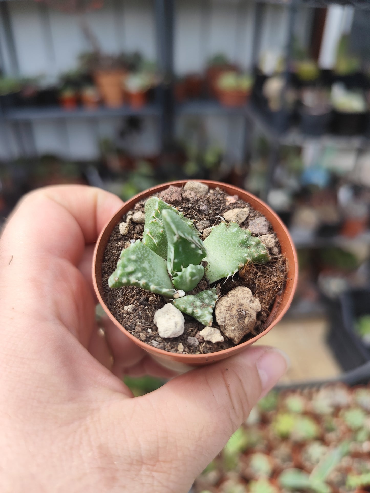 Faucaria tigrina