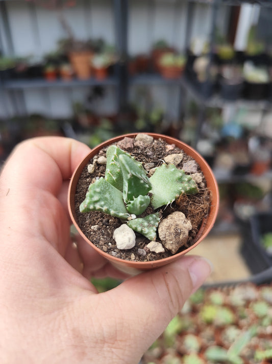 Faucaria tigrina