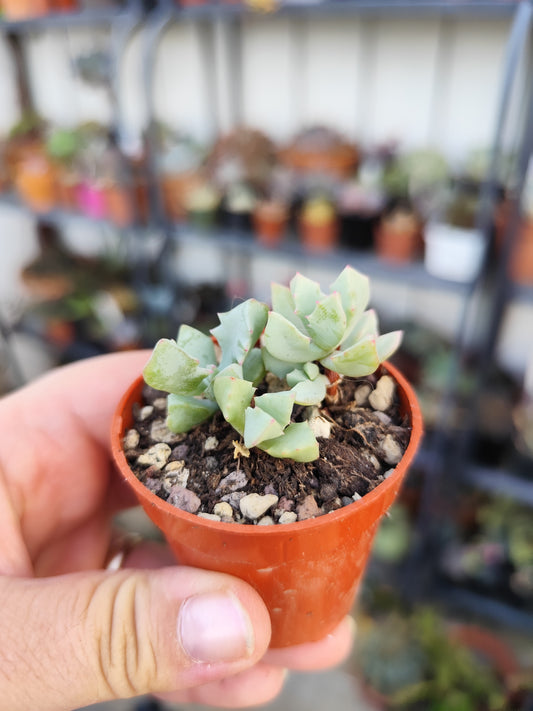 Oscularia deltoides