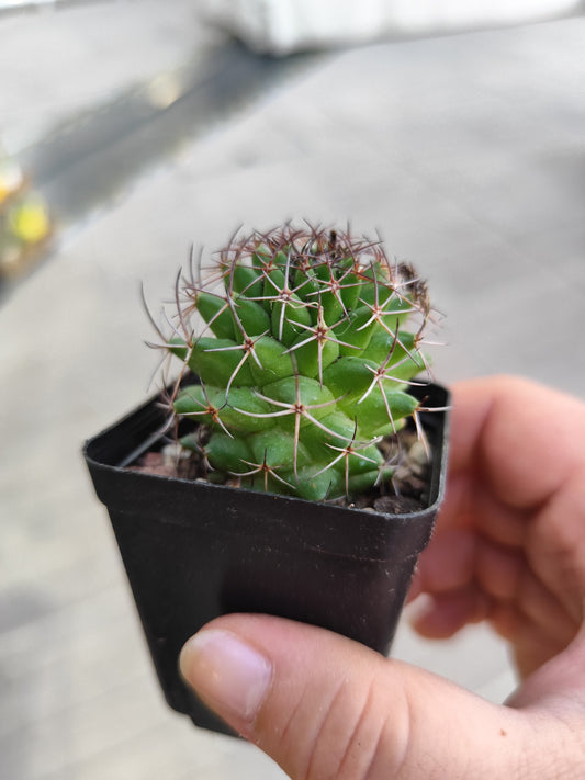 Mammillaria sp