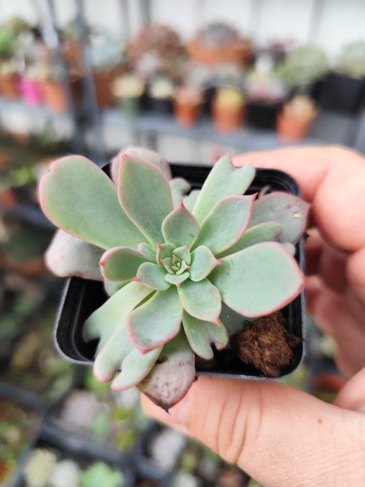 Echeveria sp