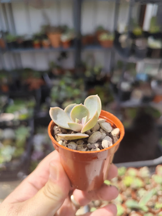 Echeveria perla di Norimberga
