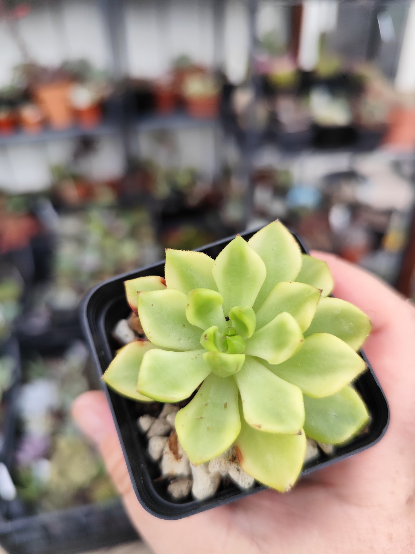 Sedeveria letizia variegata