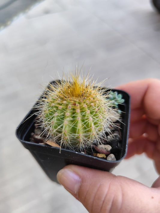 Notocactus magnificus