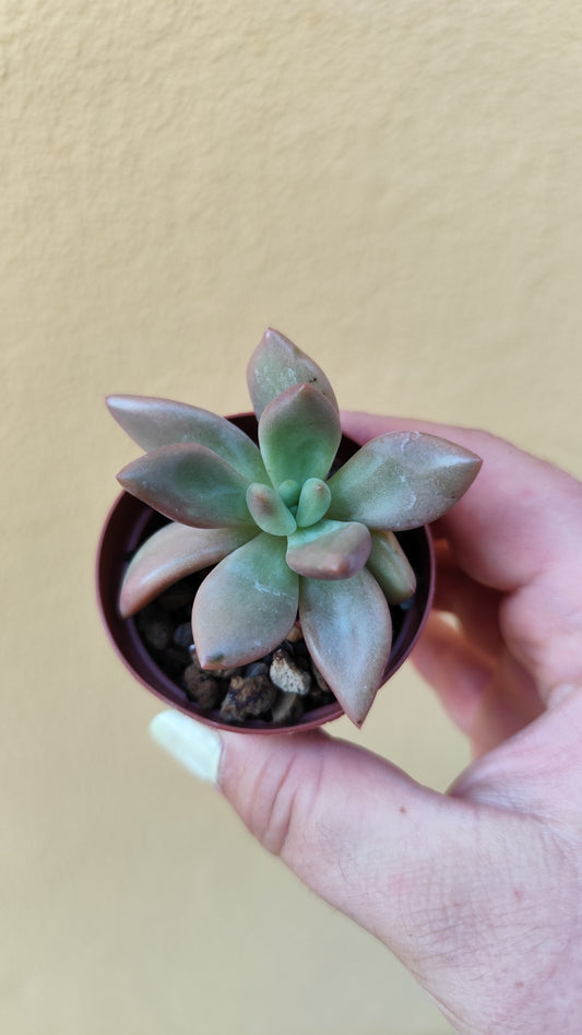 Graptoveria pink donna