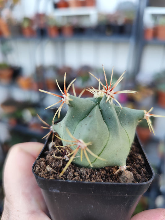 Ferocactus histrix