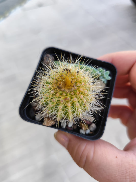 Notocactus magnificus