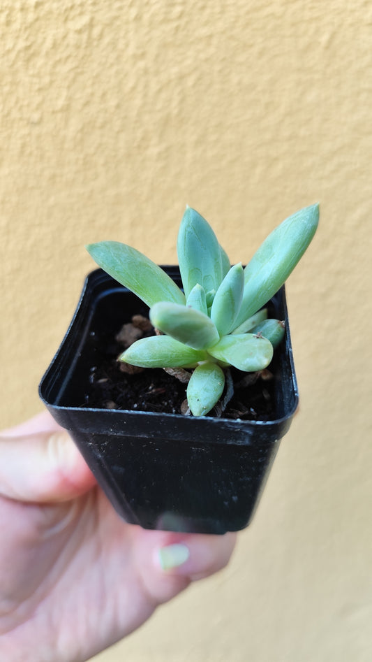 Pachyphytum  hookeri