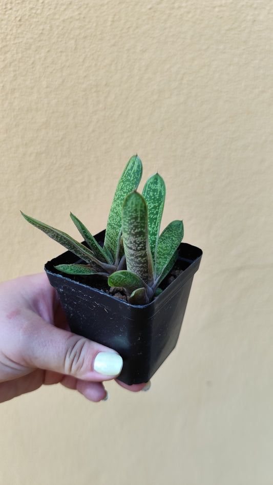 Gasteria batesiana cv. Little Warty