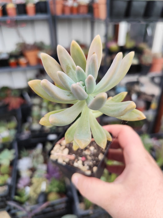Graptosedum Francesco Baldi