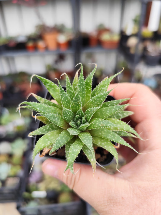 Aloe aristata