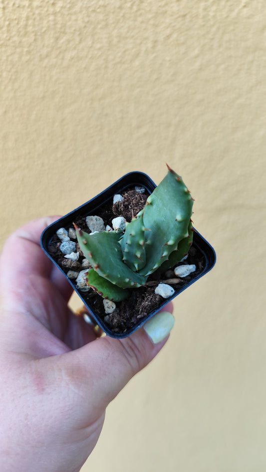 Aloe aculeata