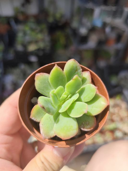 Echeveria sp.