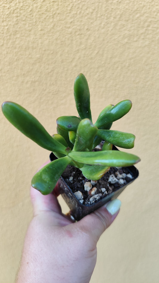 Crassula Hobbit variegata