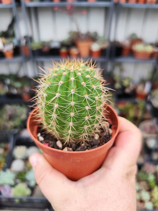 Trichocereus hybrid