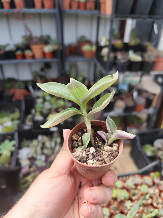 Tradescantia sp