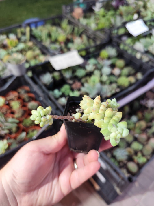 Sedum burrito