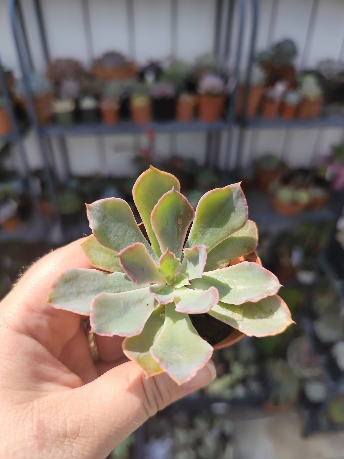 Echeveria neon breakers