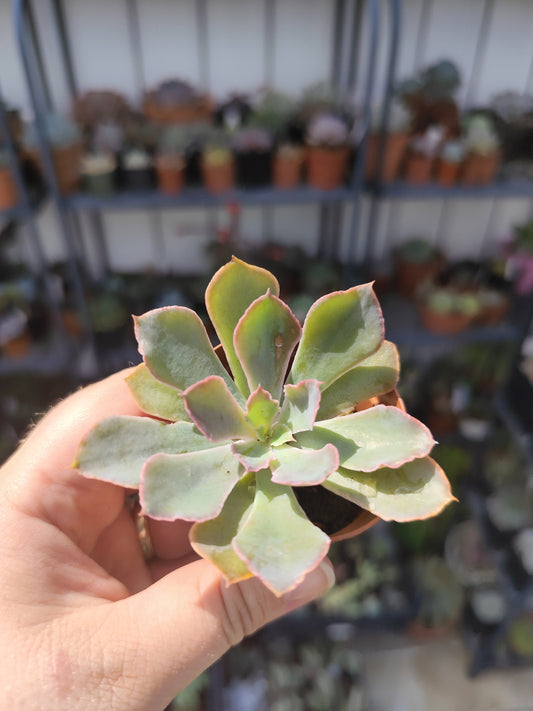 Echeveria neon breakers