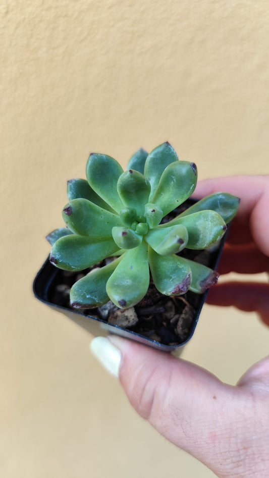 Echeveria vienna