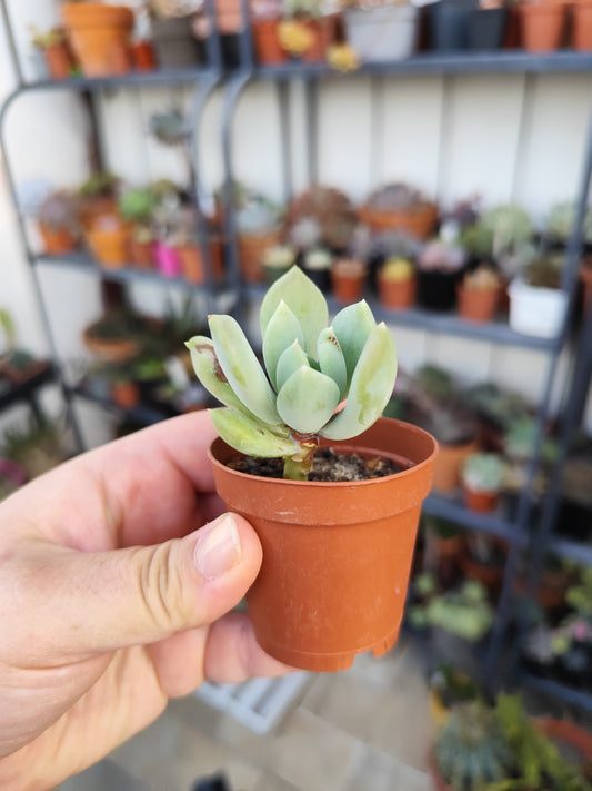 Pachyveria corvus