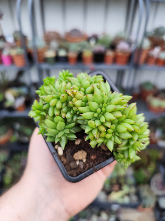 Echeveria agavoides crestata