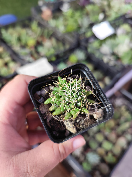 Mammillaria decipiens