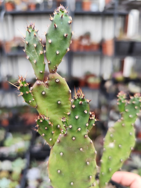 Opuntia monacantha