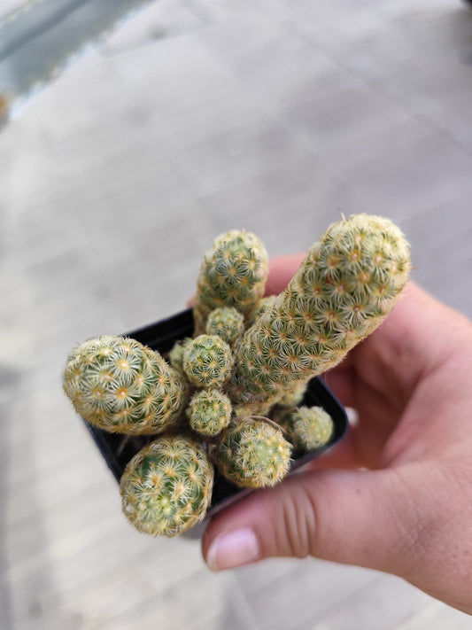 Mammillaria elongata