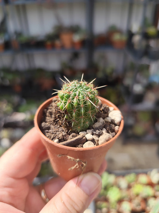 Notocactus mammulosus