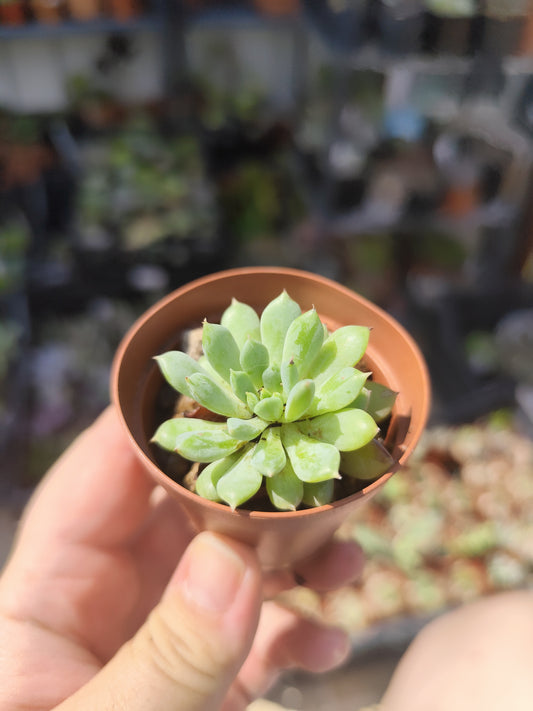 Echeveria minima