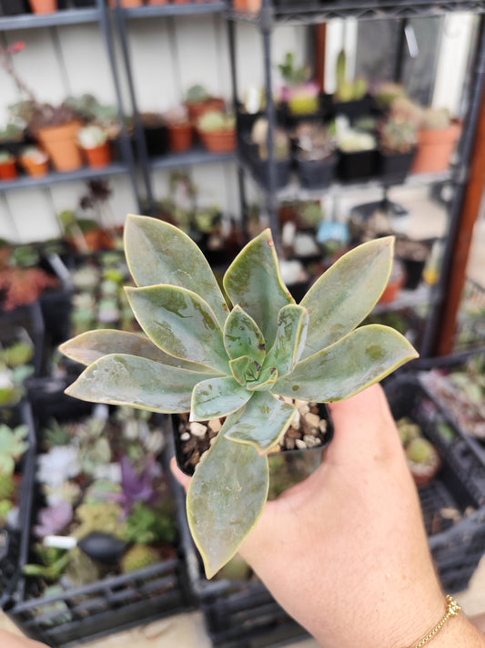 Graptoveria fred ives