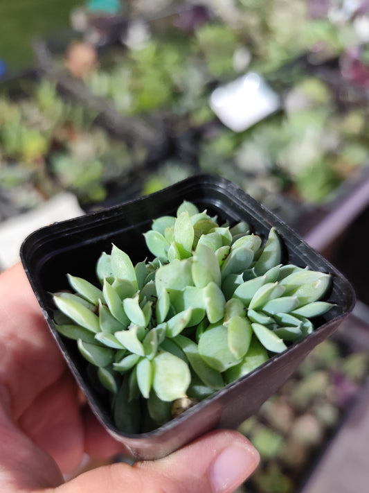 Echeveria hyalina crestata